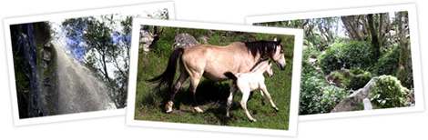 Horses at Kaapsehoop